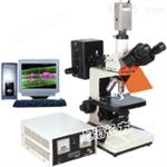 CFM-300EC/CFM-300ZD上海长方数码荧光显微镜